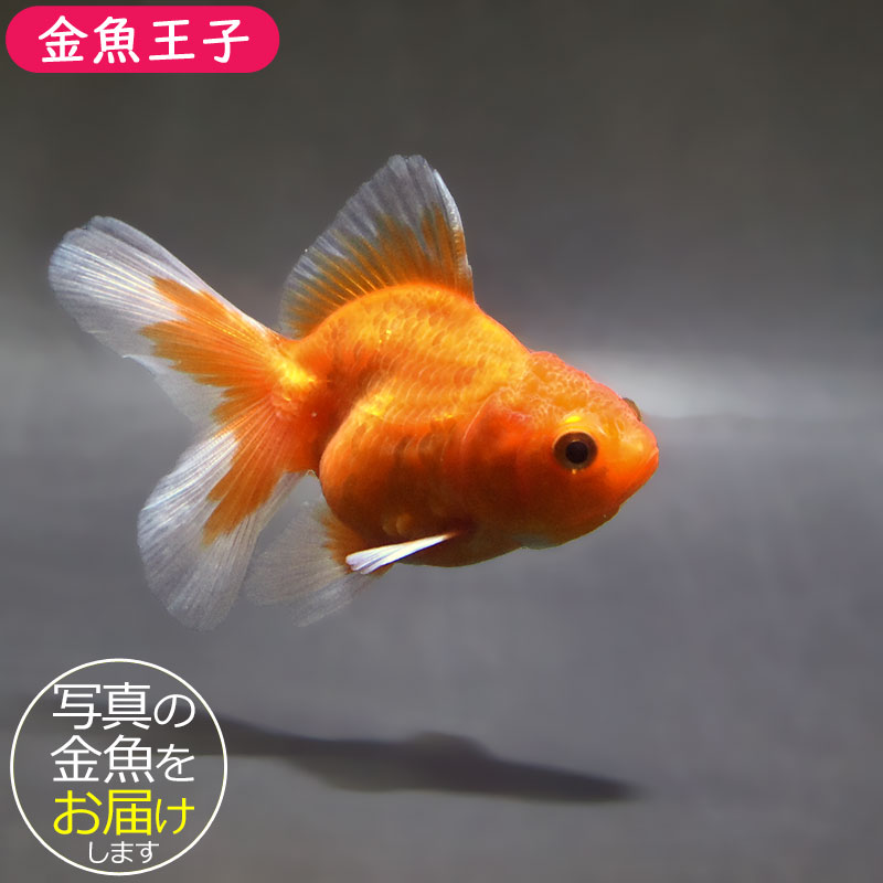 金魚さま　専用 金魚王子】ハーフムーンオランダ 8±1cm前後 (個体番号：zaq716) 金魚
