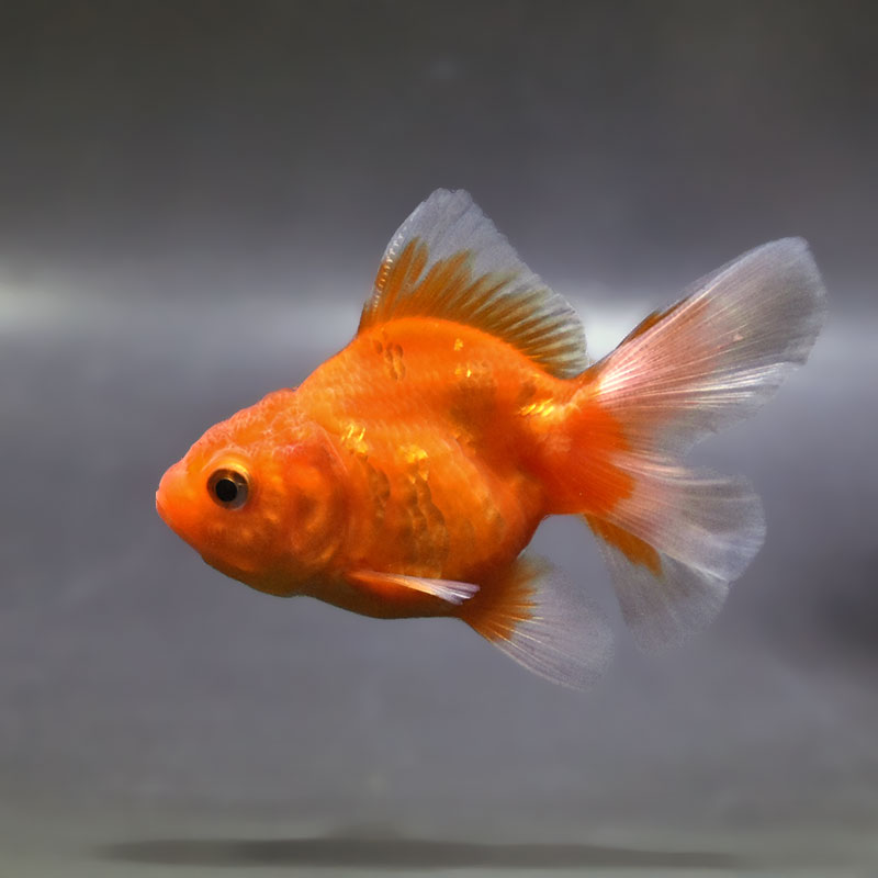 金魚王子】ハーフムーンオランダ 8±1cm前後 (個体番号：zaq716) 金魚