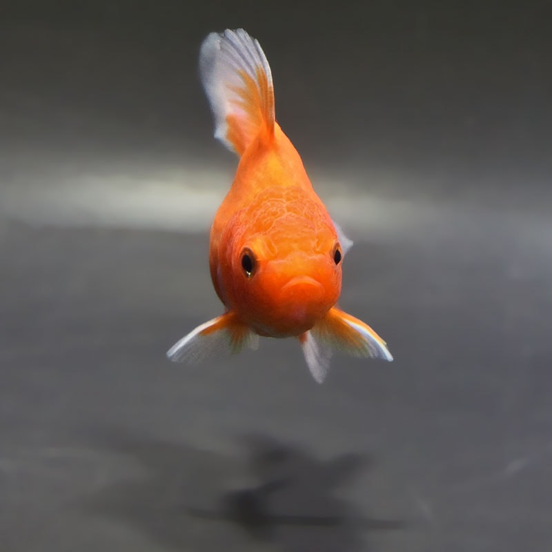 金魚王子】ハーフムーンオランダ 8±1cm前後 (個体番号：zaq716) 金魚