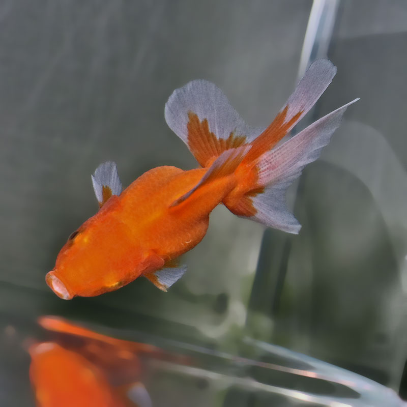 金魚王子】ハーフムーンオランダ 8±1cm前後 (個体番号：zaq716) 金魚