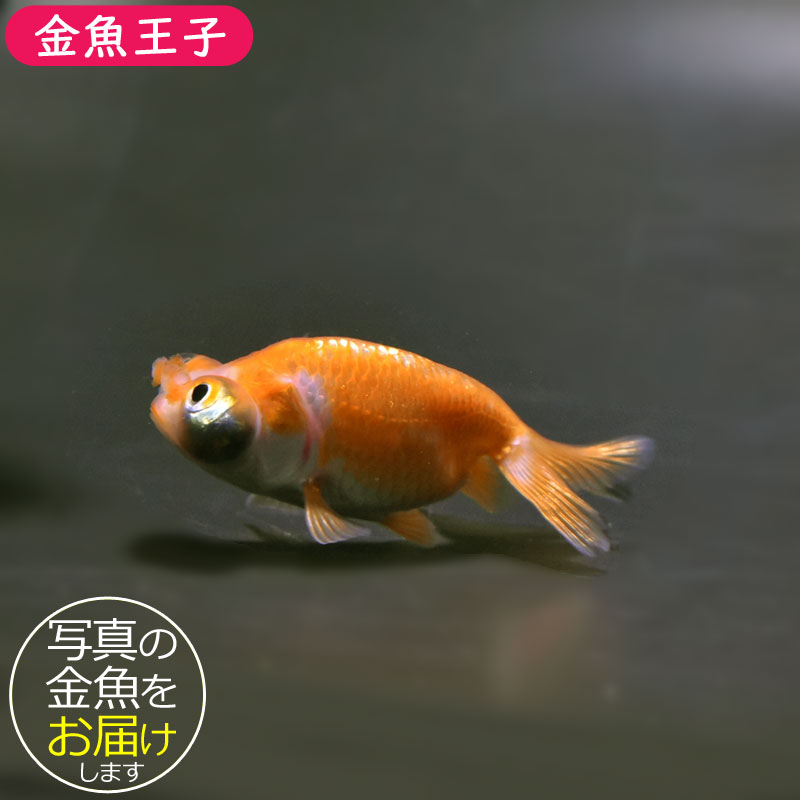 金魚王子】花房頂天眼 6～7cm前後 (個体番号：cde665) 金魚