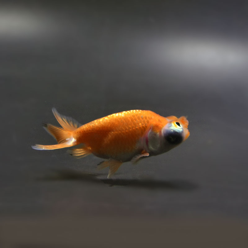金魚王子】花房頂天眼 6～7cm前後 (個体番号：cde665) 金魚 きんぎょ