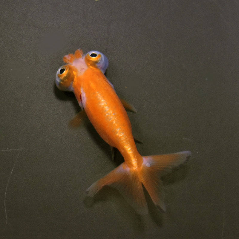 金魚 金魚王子】花房頂天眼 6～7cm前後 (個体番号：cde665) 金魚 きんぎょ