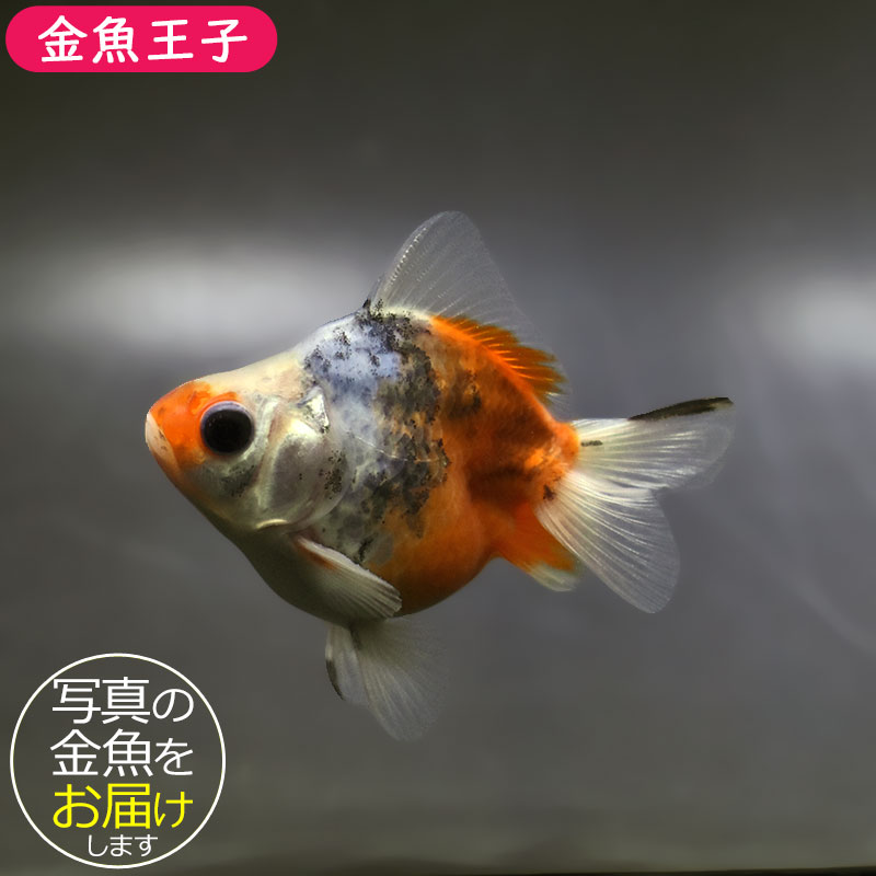 【金魚王子】琉金 (キャリコ／ショートテールタイプ) 8±1cm前後 (個体番号：xsw232) 金魚 きんぎょ 生体 琉金 厳選個体