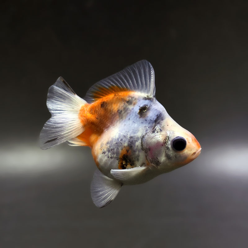 【金魚王子】琉金 (キャリコ／ショートテールタイプ) 8±1cm前後 (個体番号：xsw232) 金魚 きんぎょ 生体 琉金 厳選個体