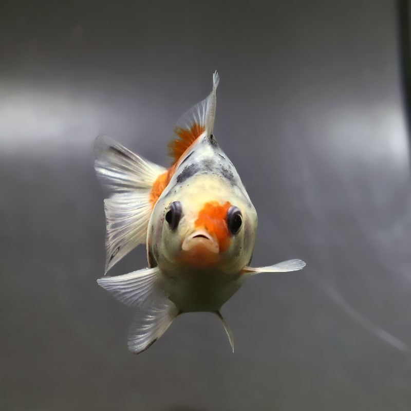 【金魚王子】琉金 (キャリコ／ショートテールタイプ) 8±1cm前後 (個体番号：xsw232) 金魚 きんぎょ 生体 琉金 厳選個体