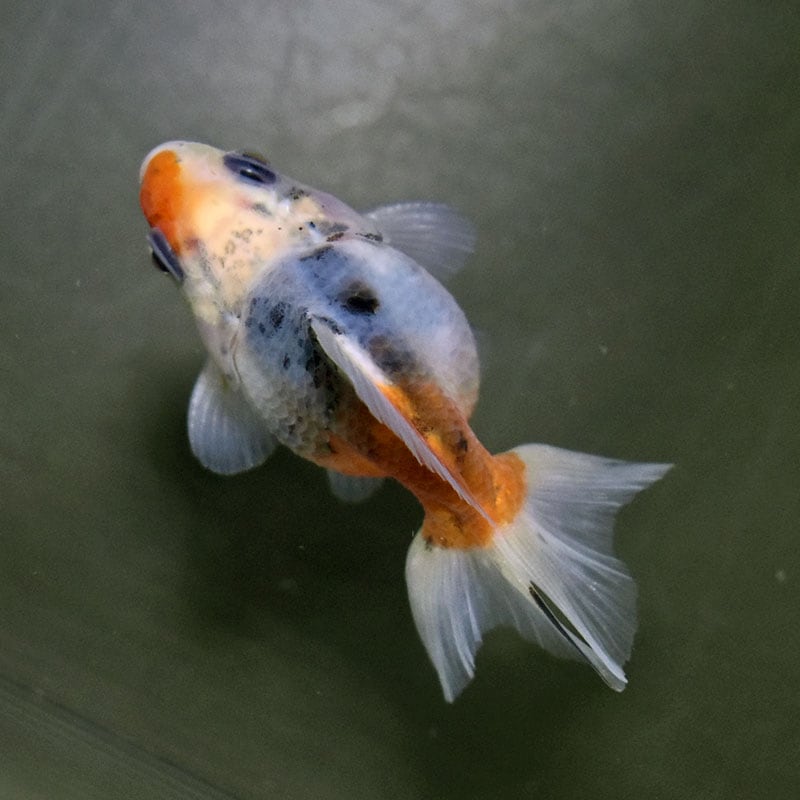 【金魚王子】琉金 (キャリコ／ショートテールタイプ) 8±1cm前後 (個体番号：xsw232) 金魚 きんぎょ 生体 琉金 厳選個体