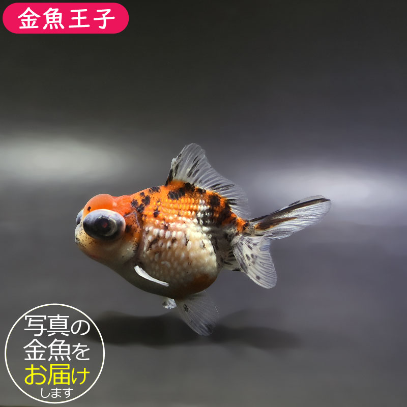金魚王子】キャリコ出目浜錦 9.5cm前後 (個体番号：xsw581) 金魚