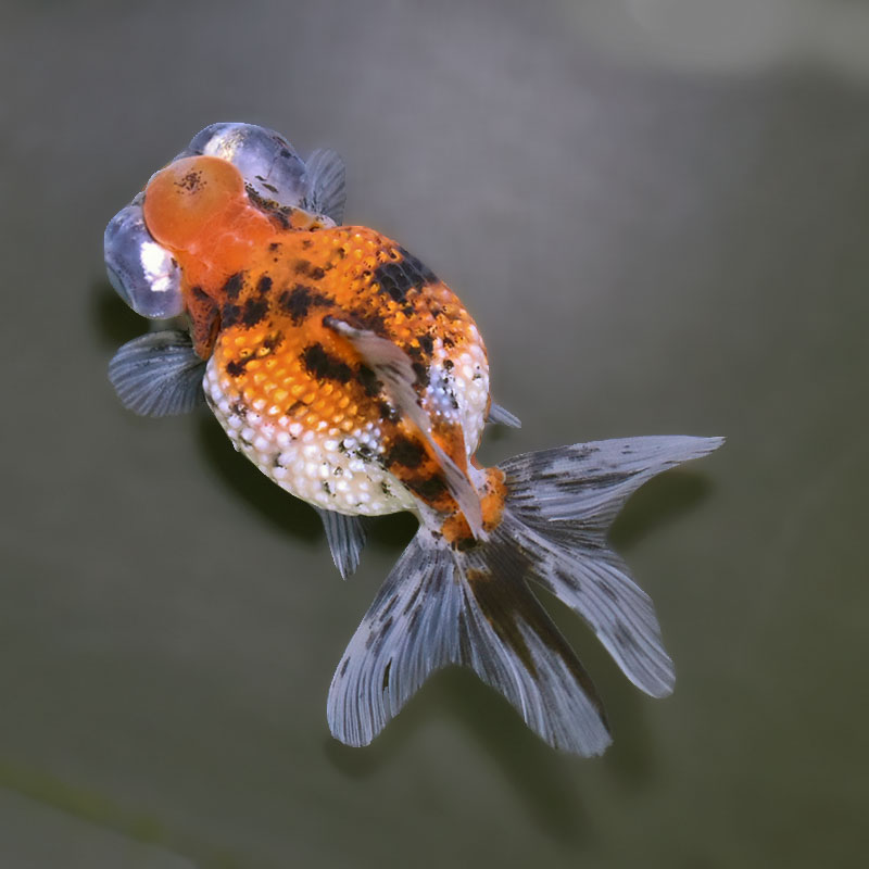 金魚王子】キャリコ出目浜錦 9.5cm前後 (個体番号:xsw581) 金魚 金魚王子】キャリコ出目浜錦 9.5cm前後 (個体番号:xsw581) 金魚