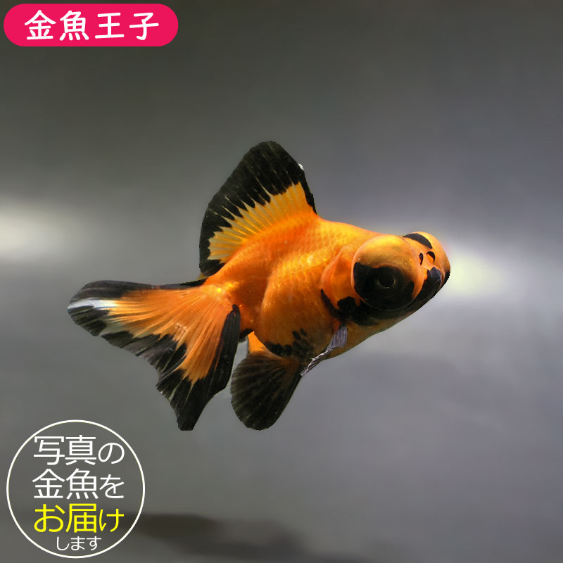 金魚王子】変わり柄蝶尾 9±1cm前後 (個体番号：xsw761) 金魚 きんぎょ