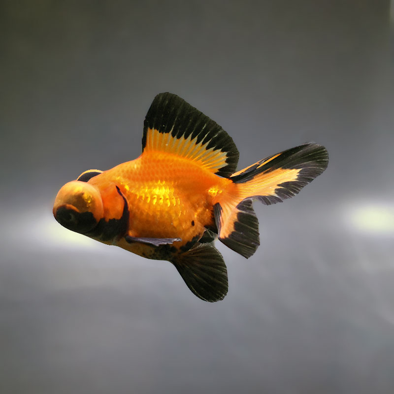 金魚王子】変わり柄蝶尾 9±1cm前後 (個体番号：xsw761) 金魚 きんぎょ