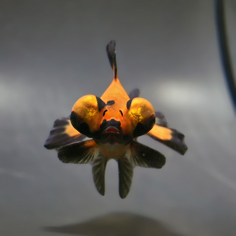 金魚王子】変わり柄蝶尾 9±1cm前後 (個体番号：xsw761) 金魚 きんぎょ