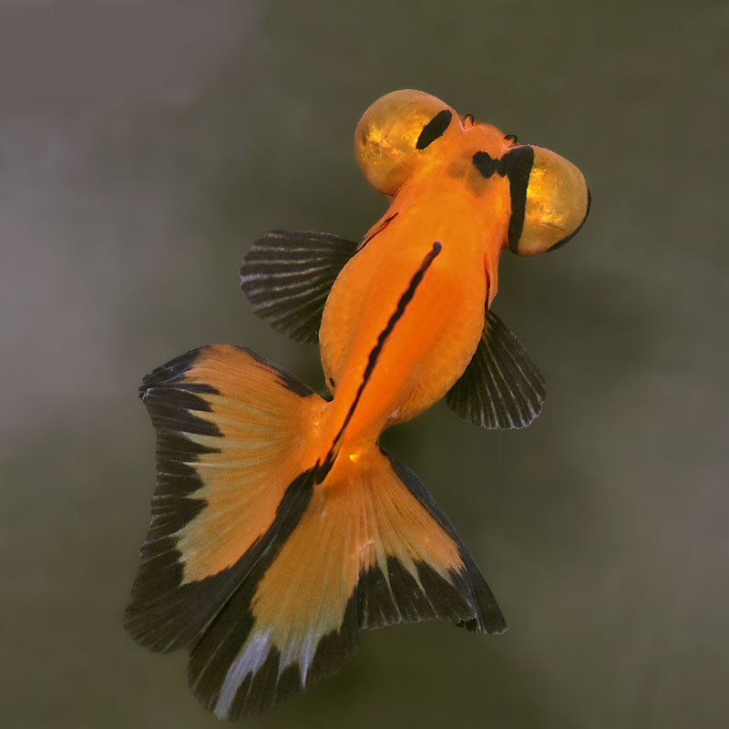 金魚　 金魚王子】変わり柄蝶尾 9±1cm前後 (個体番号：xsw761) 金魚 きんぎょ