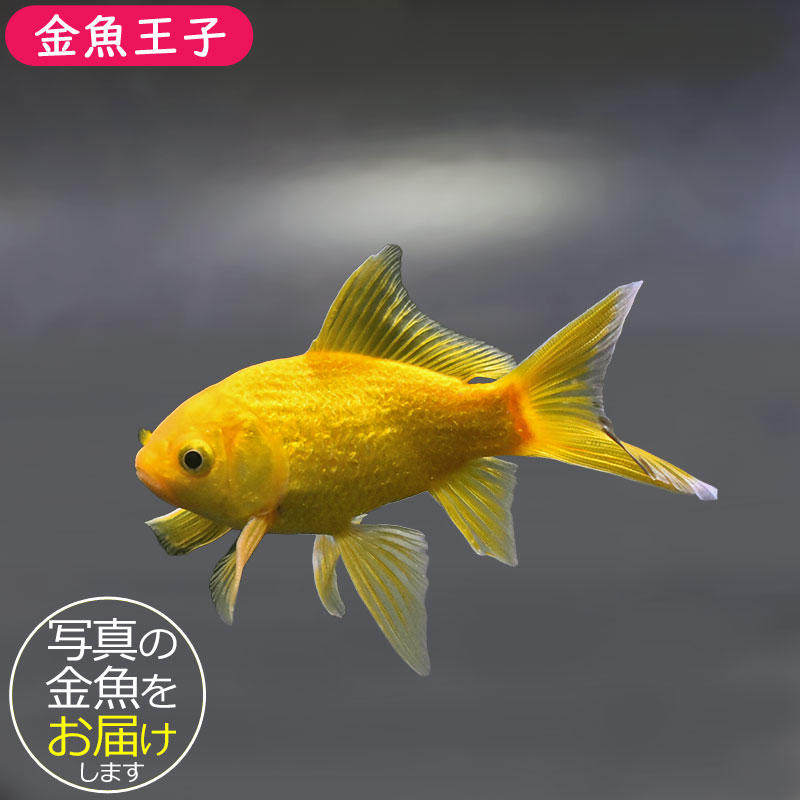 金魚王子】キラキラ 10.5cm前後 (個体番号：xsw912) 金魚 きんぎょ