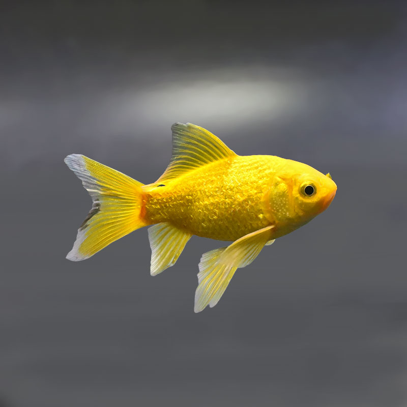 金魚王子】キラキラ 10.5cm前後 (個体番号：xsw912) 金魚 きんぎょ