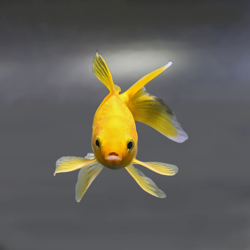 金魚王子】キラキラ 10.5cm前後 (個体番号：xsw912) 金魚 きんぎょ