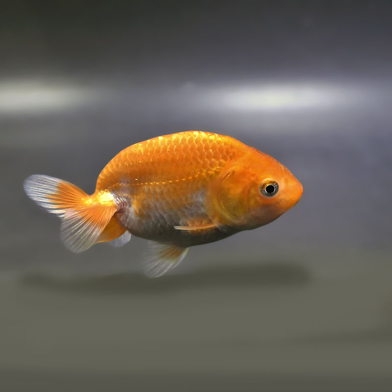 金魚王子】更紗らんちゅう 7.5±1cm前後 (個体番号：zaq370) 金魚