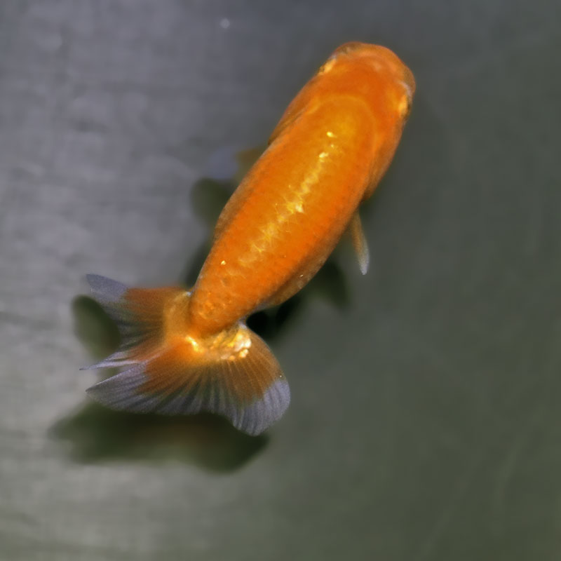 金魚王子】更紗らんちゅう 7.5±1cm前後 (個体番号：zaq370) 金魚