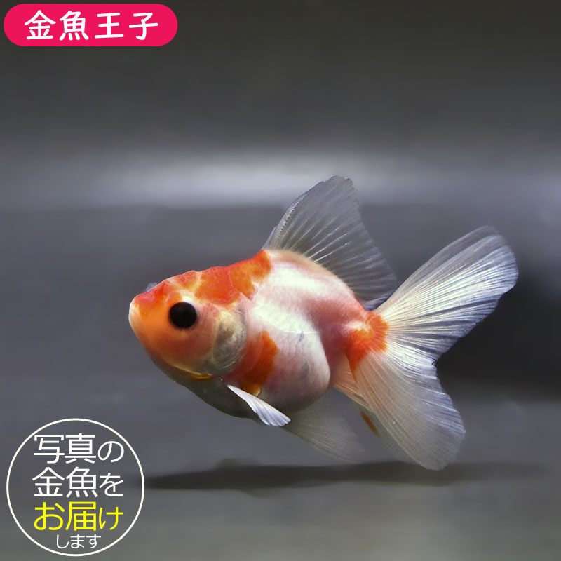 金魚さま　専用 金魚王子】ハーフムーンオランダ 8±1cm前後 (個体番号：zaq717) 金魚