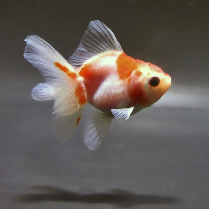 金魚王子】ハーフムーンオランダ 8±1cm前後 (個体番号：zaq717) 金魚
