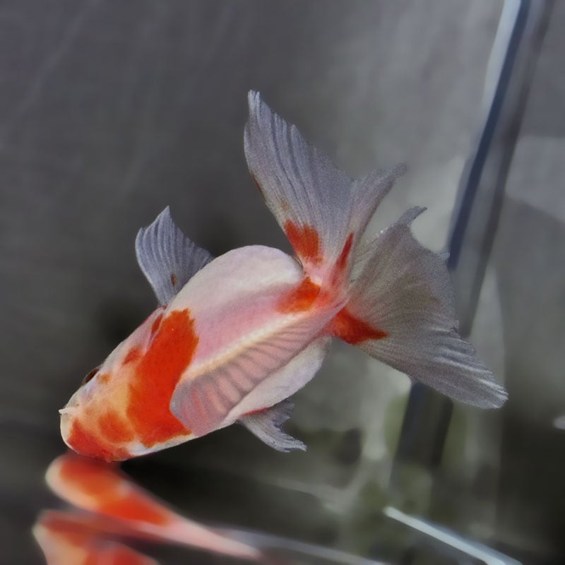 金魚王子】ハーフムーンオランダ 8±1cm前後 (個体番号：zaq717) 金魚