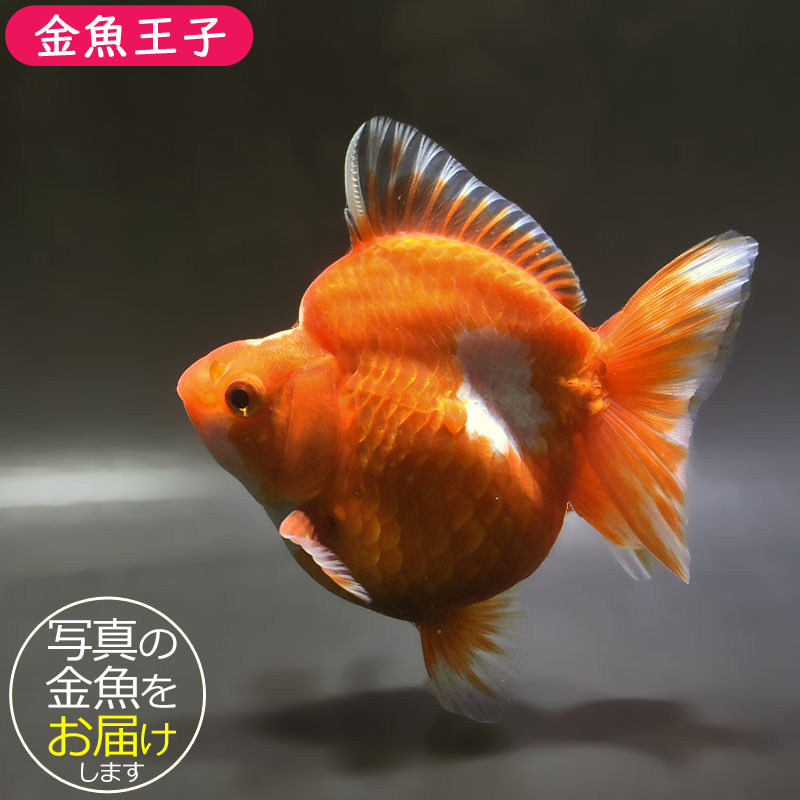 金魚王子】更紗琉金 12.5cm前後 (個体番号：zaq904) 金魚 きんぎょ