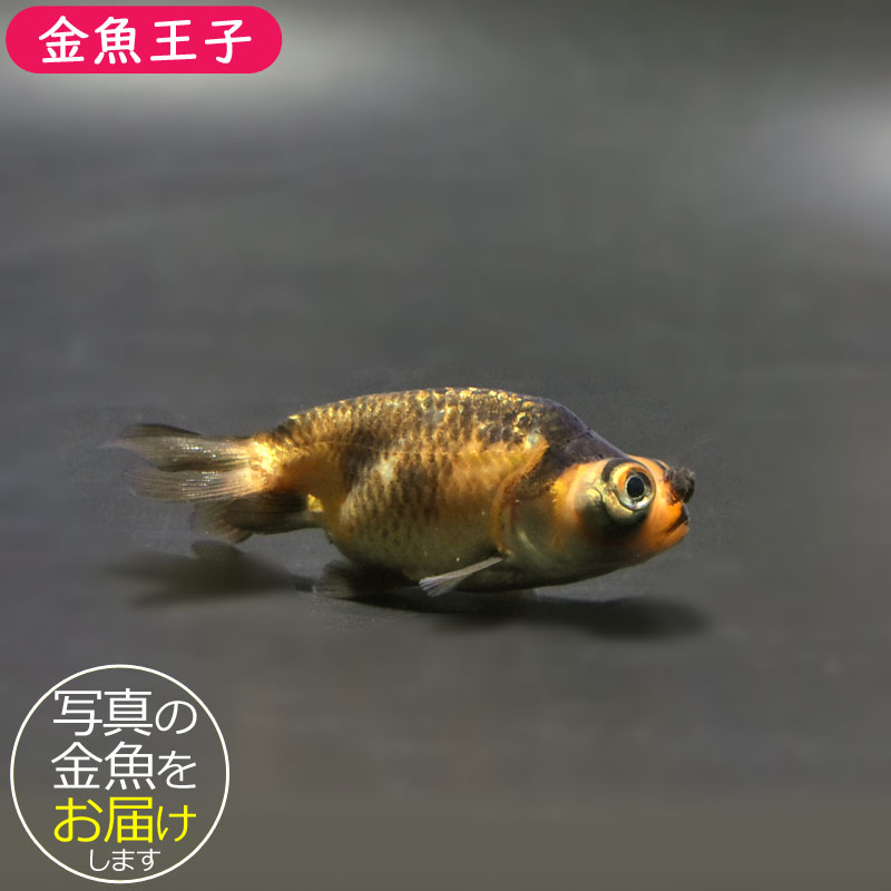 金魚王子】花房頂天眼 6～7cm前後 (個体番号：cde666) 金魚 きんぎょ