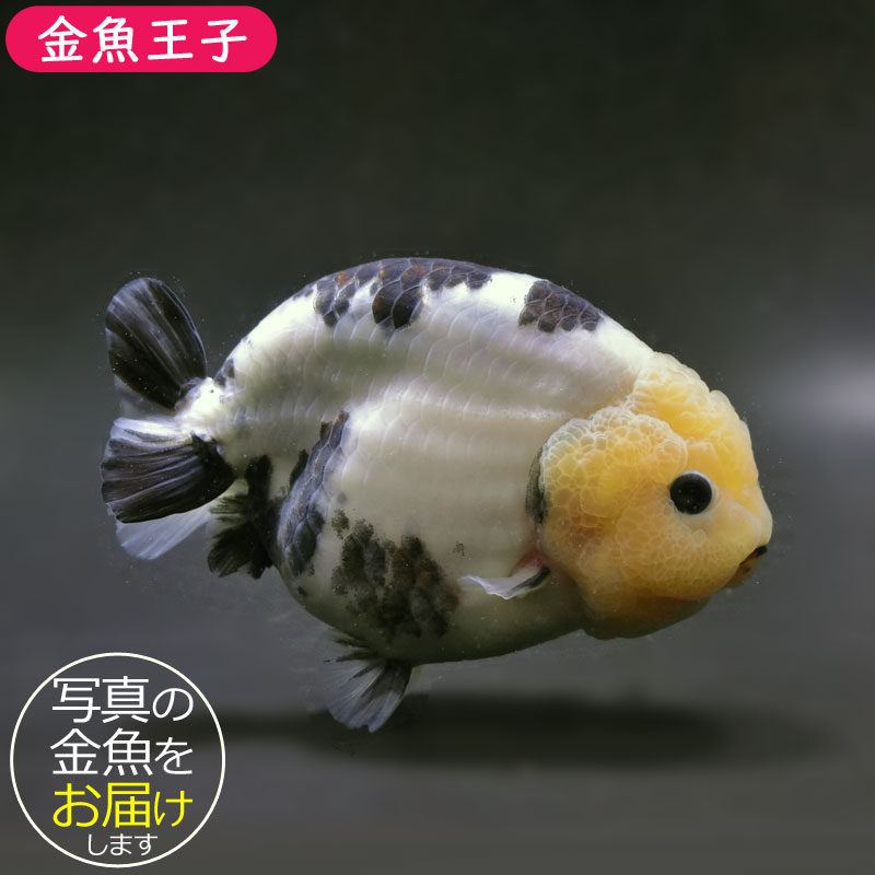 金魚王子】白黒らんちゅう 14cm前後 (個体番号：cde971) 金魚 きんぎょ