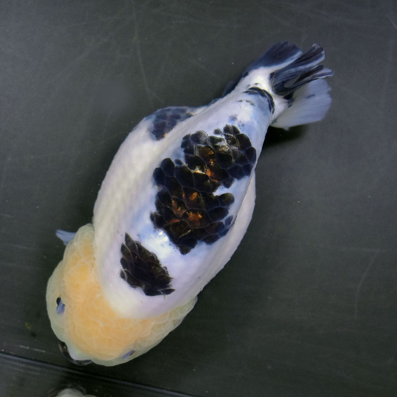 金魚王子】白黒らんちゅう 14cm前後 (個体番号：cde971) 金魚 きんぎょ