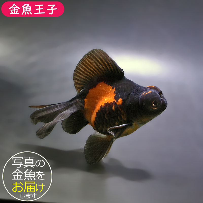 金魚　 金魚王子】変わり柄蝶尾 9±1cm前後 (個体番号：xsw762) 金魚 きんぎょ