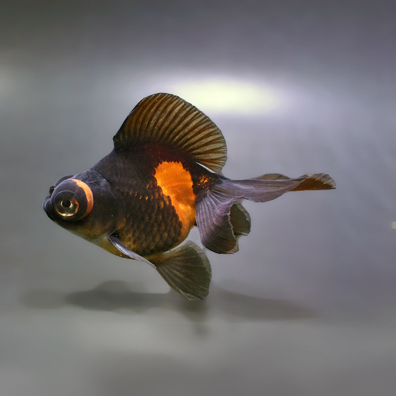 金魚王子】変わり柄蝶尾 9±1cm前後 (個体番号：xsw762) 金魚 きんぎょ