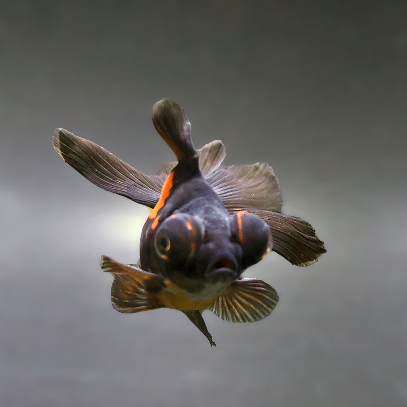 ※最終値下げ！金魚【蝶尾】【フナ尾】 金魚王子】変わり柄蝶尾 9±1cm前後 (個体番号：xsw762) 金魚 きんぎょ