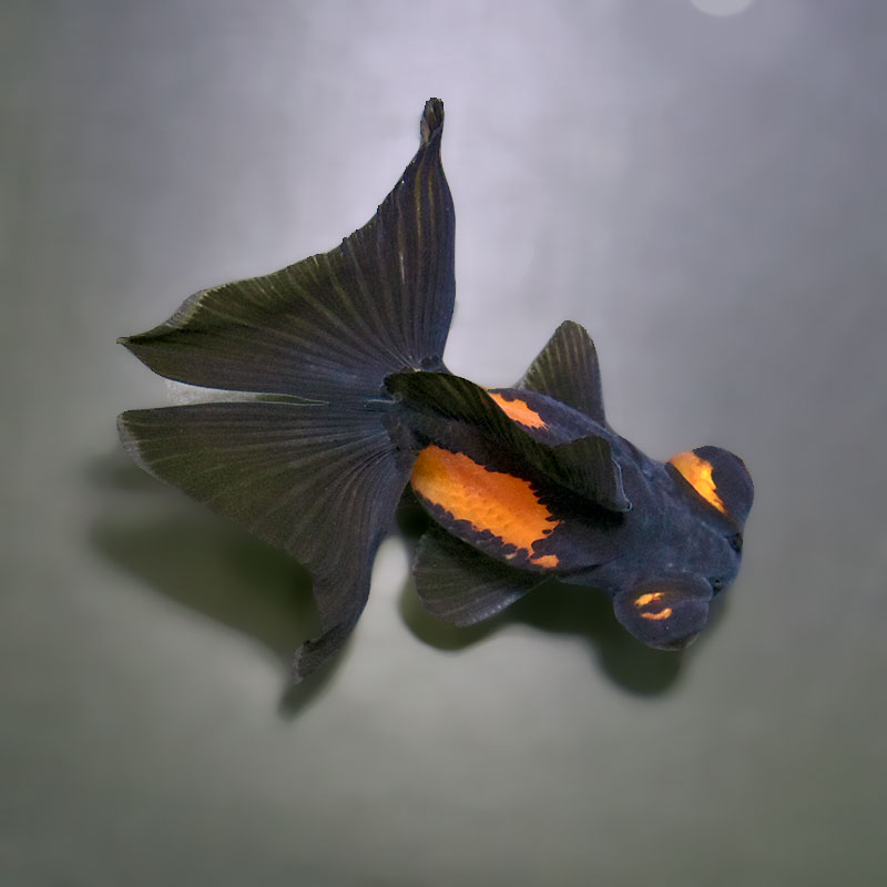金魚王子】変わり柄蝶尾 9±1cm前後 (個体番号：xsw762) 金魚 きんぎょ