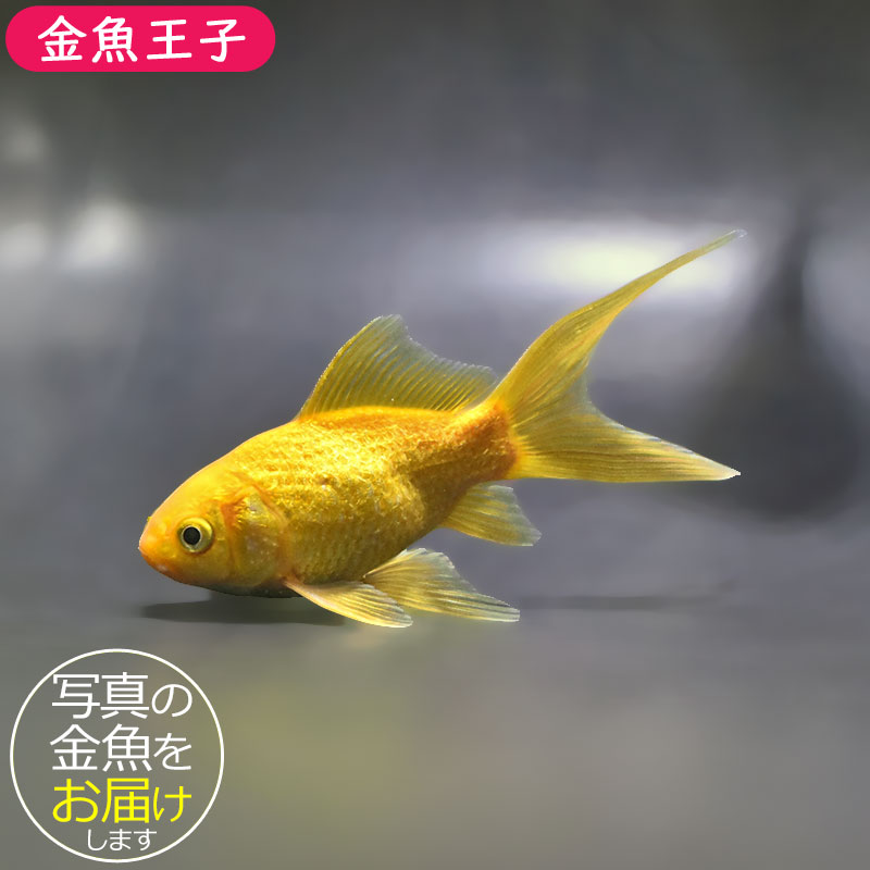金魚　 金魚王子】キラキラ 12.5cm前後 (個体番号：xsw913) 金魚 きんぎょ