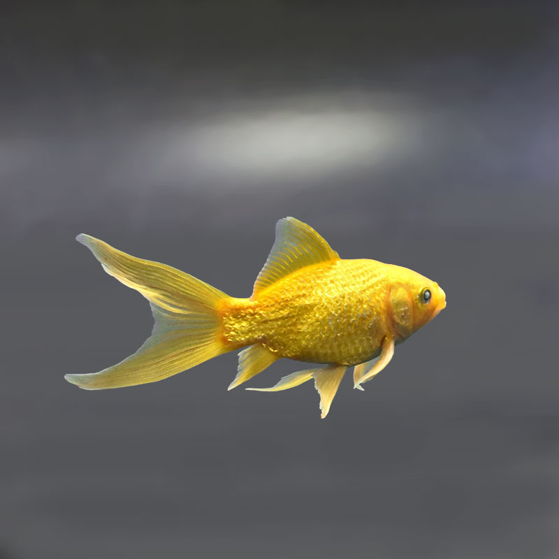金魚王子】キラキラ 12.5cm前後 (個体番号：xsw913) 金魚 きんぎょ