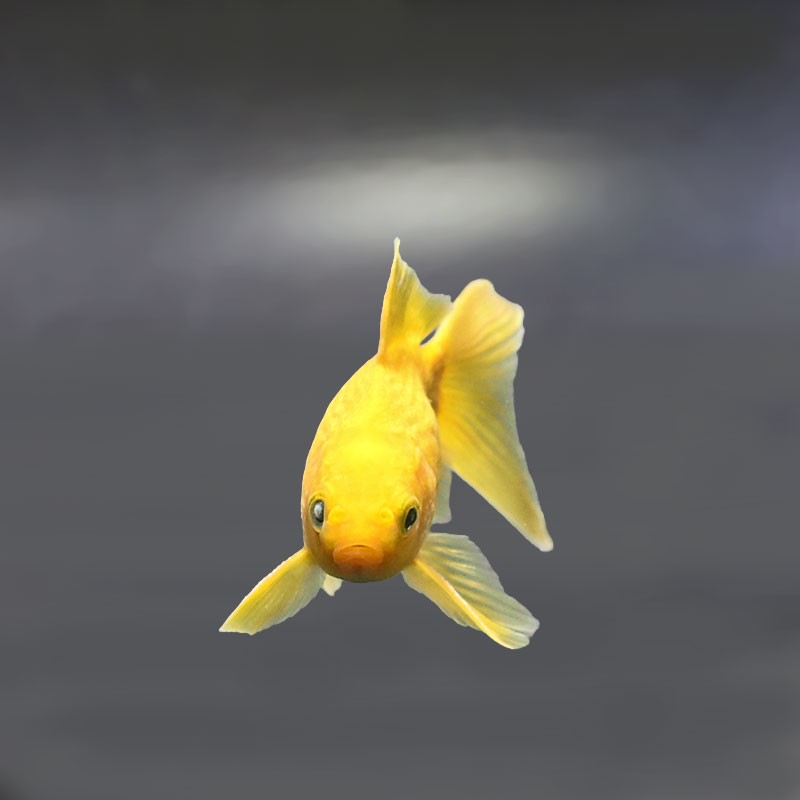 金魚王子】キラキラ 12.5cm前後 (個体番号：xsw913) 金魚 きんぎょ