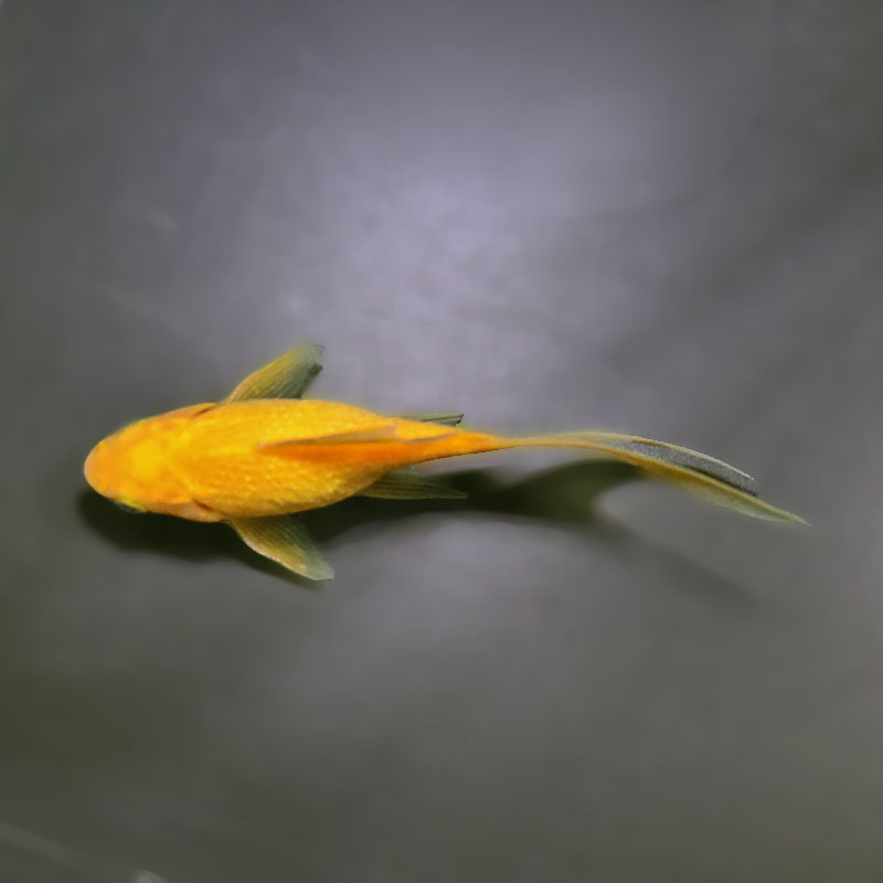 金魚王子】キラキラ 12.5cm前後 (個体番号：xsw913) 金魚 きんぎょ