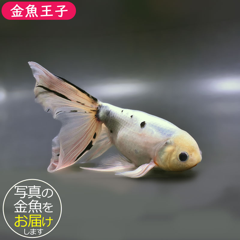 金魚王子】京錦 18cm前後 (個体番号：zaq191) 金魚 きんぎょ 生体 京錦