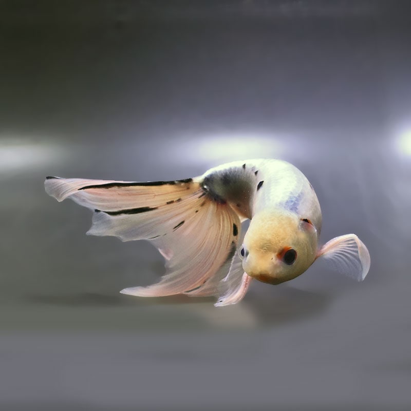 金魚王子】京錦 18cm前後 (個体番号：zaq191) 金魚 きんぎょ 生体 京錦