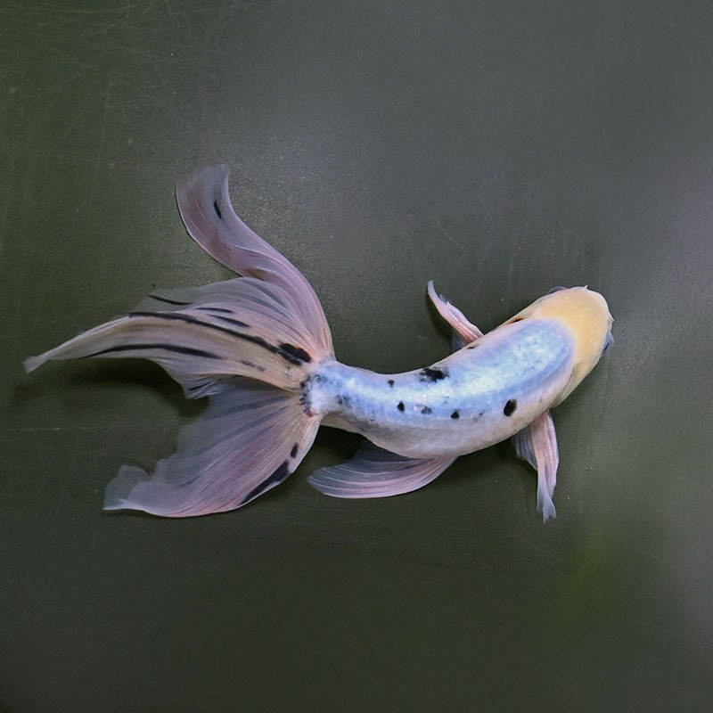 金魚王子】京錦 18cm前後 (個体番号：zaq191) 金魚 きんぎょ 生体 京錦