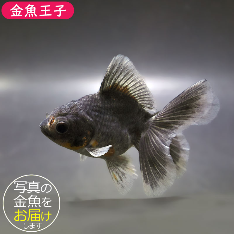 銀魚のフンコロガシ様 金魚王子】ハーフムーンオランダ 8±1cm前後 (個体番号：zaq718) 金魚