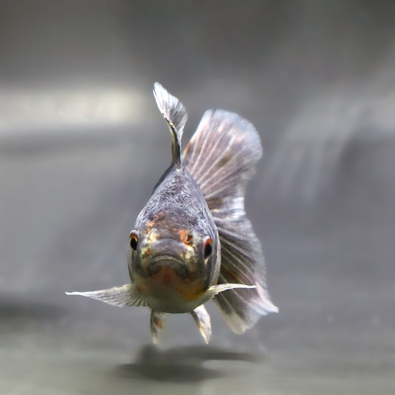 金魚王子】ハーフムーンオランダ 8±1cm前後 (個体番号：zaq718) 金魚