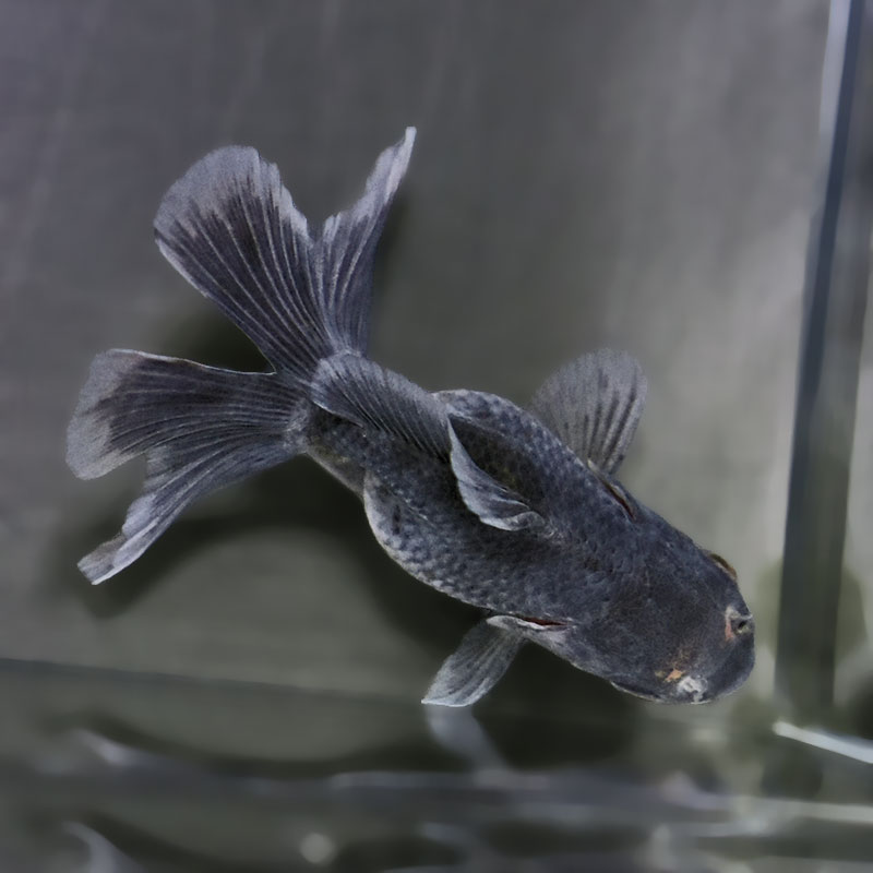 金魚王子】ハーフムーンオランダ 8±1cm前後 (個体番号：zaq718) 金魚