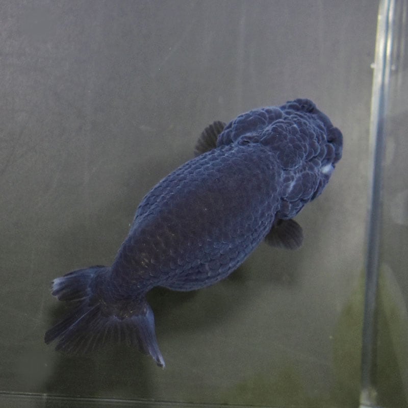 金魚王子】黒らんちゅう 9cm前後 (個体番号：cde972) 金魚 きんぎょ