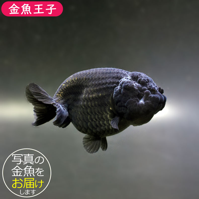 金魚王子】黒らんちゅう 9cm前後 (個体番号：cde972) 金魚 きんぎょ