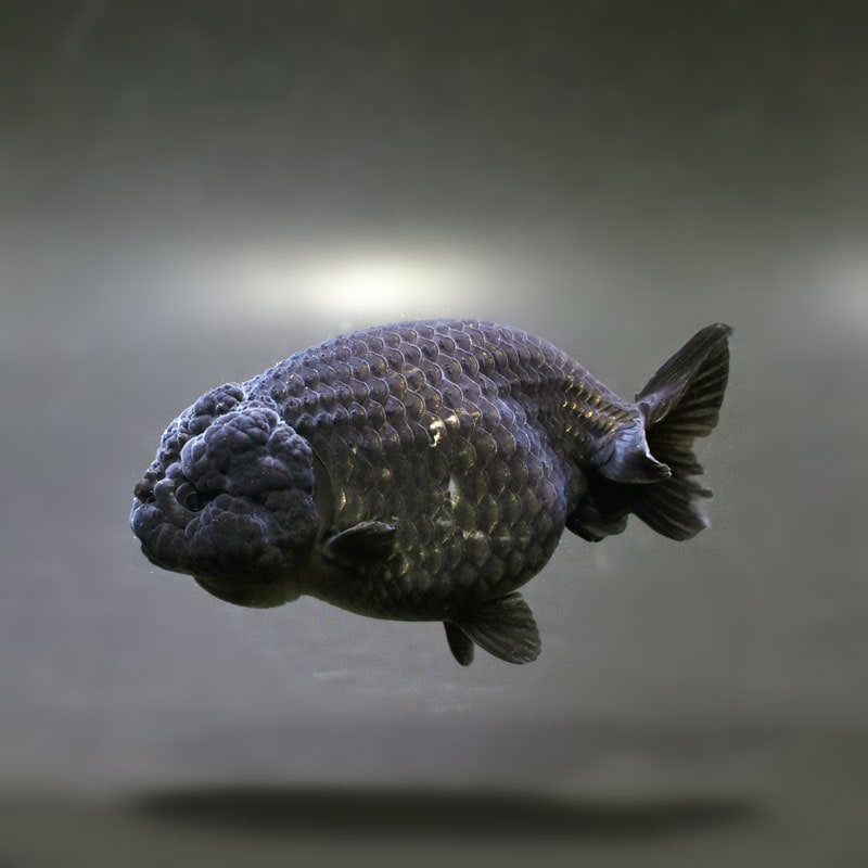 金魚王子】黒らんちゅう 9cm前後 (個体番号：cde972) 金魚 きんぎょ