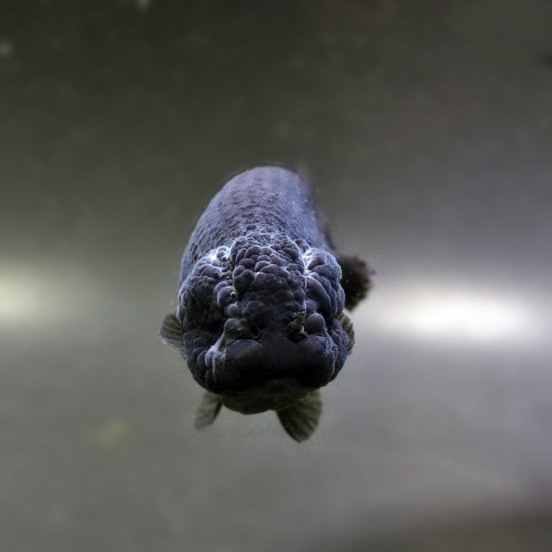 金魚王子】黒らんちゅう 9cm前後 (個体番号：cde972) 金魚 きんぎょ