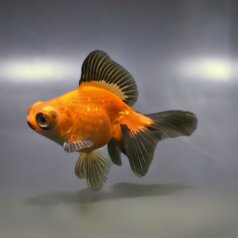 金魚王子】変わり柄蝶尾 9±1cm前後 (個体番号：xsw763) 金魚 きんぎょ