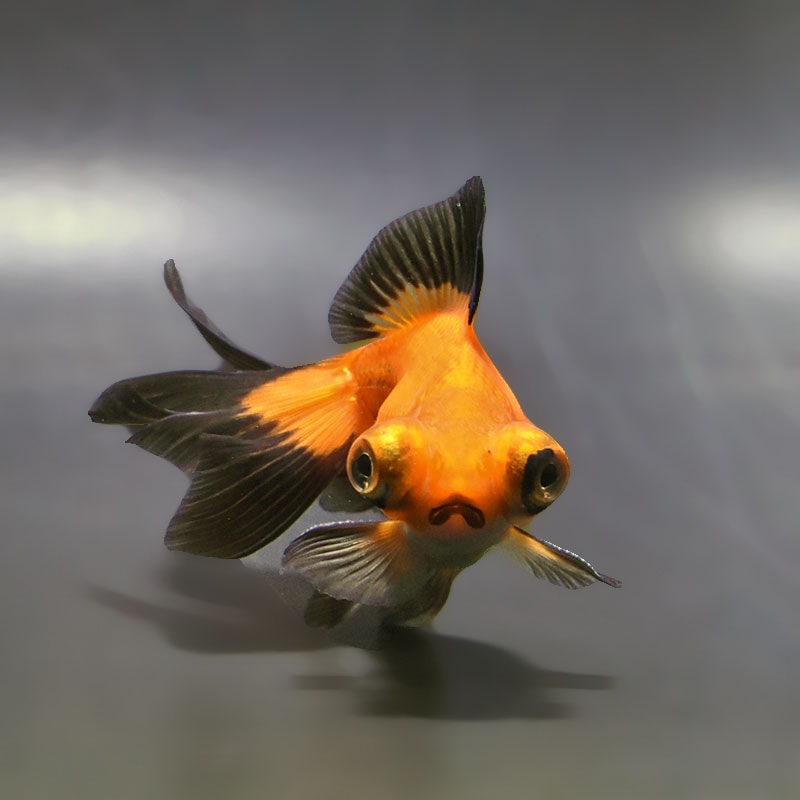 金魚　 金魚王子】更紗三ツ尾和金 7.5～8cm前後 (個体番号：cde577) 金魚