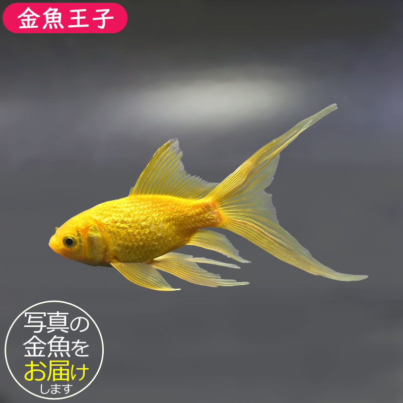 金魚一位　 金魚王子】キラキラ 13cm前後 (個体番号：xsw914) 金魚 きんぎょ 生体